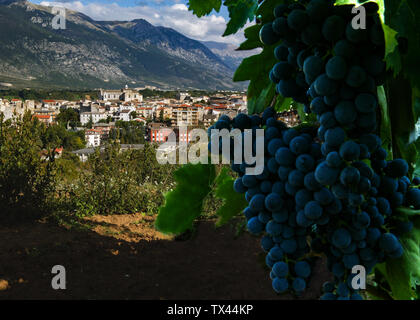 Panorama des Dorfes mit Trauben Montepulciano Trauben Stockfoto