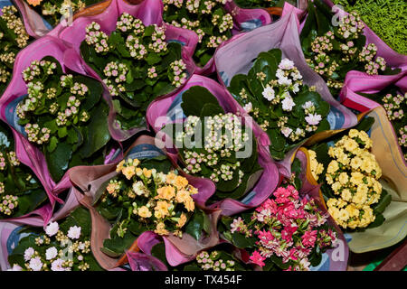 Abstrakte Photographie von Blumen für den Verkauf in der Mercado dos Lavradores, Markt der Landwirte, die Altstadt von Funchal, Madeira, Portugal Stockfoto