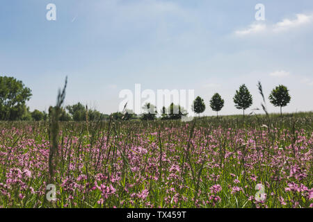 Ragged Robins auf einer nassen Wiese Stockfoto