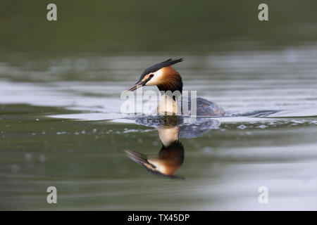 Schottland, Schwimmen Great crested Grebe Stockfoto