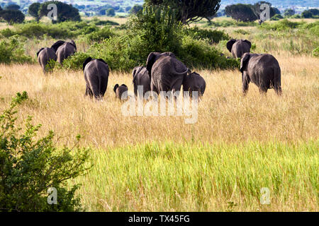 Afrika, Uganda, Fort Portal, Elizabeth National Park, Familie der Elefanten zu Fuß Stockfoto