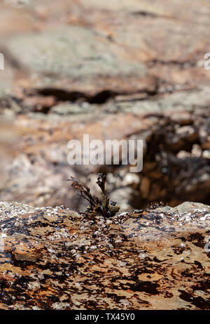 Algen "Fucus' auf einem Felsen, der Ebbe unbedeckt. Kann als Hintergrund verwendet werden. Stockfoto