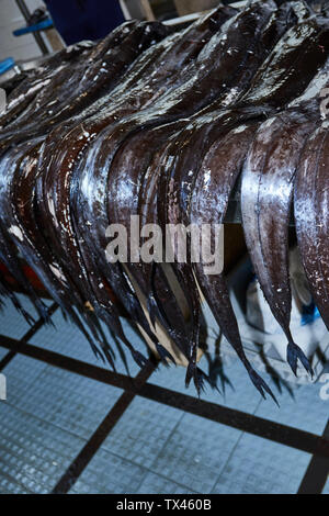 Schwarzer Degenfisch im Mercado dos Lavradores, Markt der Landwirte, Funchal, Madeira, Portugal Stockfoto