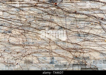 Eine Textur eines grauen Mauer mit getrockneten Reben bedeckt. Stockfoto