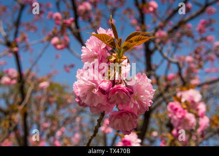 Japan, Tokio, rosa Kirschblüten Stockfoto