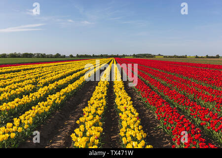 Deutschland, roten und gelben Tulpen Felder Stockfoto