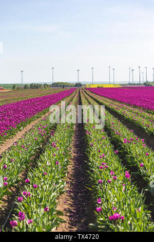 Deutschland, tulpenfeld im Frühjahr Stockfoto