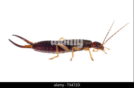 Gemeinsame aka Europäischen earwig, Forficula auricularia Studio isoliert auf Weiss. Profil, männliches Insekt. Stockfoto