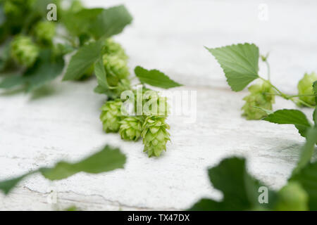 Hop ranken auf weißem Holz Stockfoto