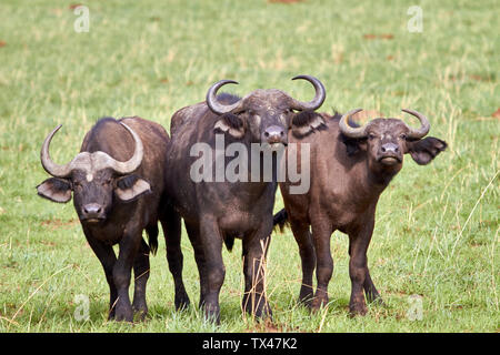 Afrika, Uganda, Fort Portal, Queen Elizabeth National Park, drei Büffel Stockfoto