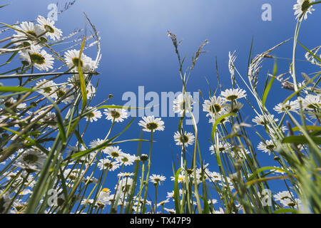 Weiße Margeriten gegen den blauen Himmel Stockfoto