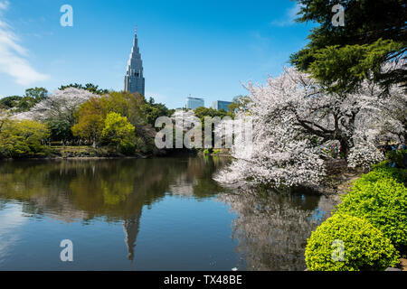 Japan, Tokio, Kirschblüte in Shinjuku Gyo-en Park Stockfoto