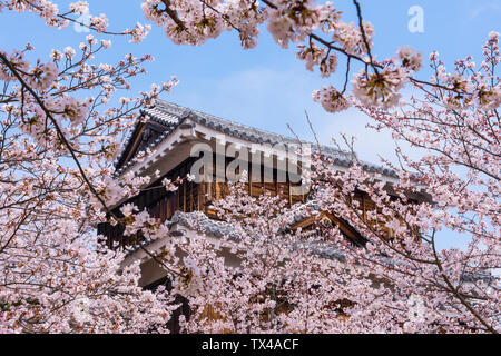 Japan, Shikoku, Matsuyama, Blick auf Matsuyama Schloss mit rosa Kirschblüten im Vordergrund. Stockfoto