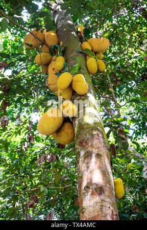 Seychellen, Durian Baum mit Früchten Stockfoto