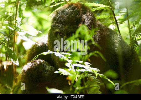 Afrika, Uganda, Bwindi Impenetrable Forest, Mama und Baby Gorilla im Wald Stockfoto