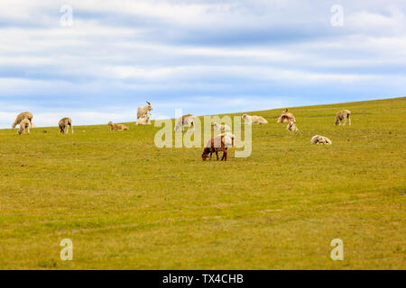 Hulunbuir Bayan Hushuo mongolische Stämme Schafe in der Inneren Mongolei Stockfoto