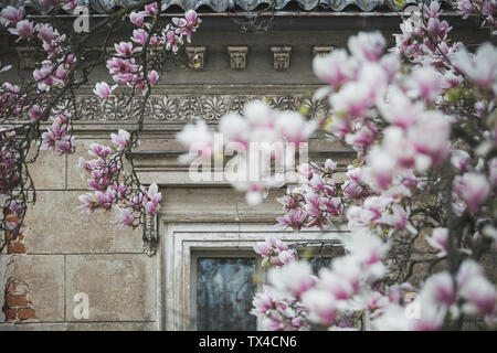 Blühende Magnolienbaum Stockfoto