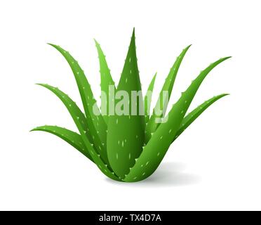 Aloe Vera Bush, realistische grüne Pflanze, grün Aloe Blätter und Stängel auf weißem Hintergrund, Vector Illustration Stock Vektor