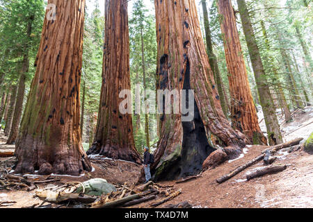 Mann an der Spitze eines Sequoia im Sequoia National Park, United States suchen Stockfoto