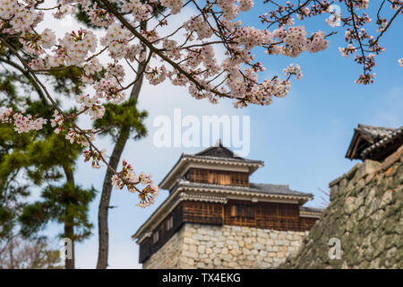 Japan, Shikoku, Matsuyama, Matsuyama Castle mit Kirschblüten im Vordergrund. Stockfoto
