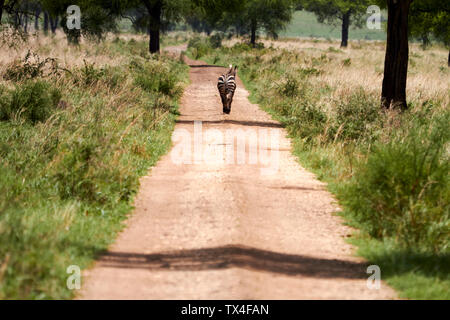 Afrika, Uganda, Fort Portal, Königin Elzabeth Nationalpark, Zebra entfernt Stockfoto