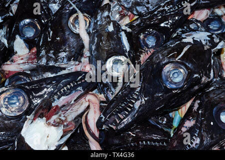 Schwarzer Degenfisch im Mercado dos Lavradores, Markt der Landwirte, Funchal, Madeira, Portugal Stockfoto