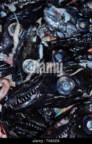 Schwarzer Degenfisch im Mercado dos Lavradores, Markt der Landwirte, Funchal, Madeira, Portugal Stockfoto