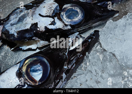 Schwarzer Degenfisch im Mercado dos Lavradores, Markt der Landwirte, Funchal, Madeira, Portugal Stockfoto
