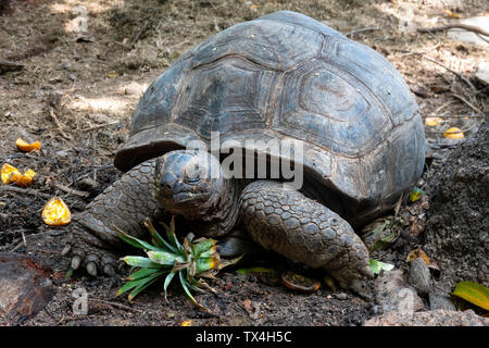 Seychellen, Portrait von Riesenschildkröten, close-up Stockfoto
