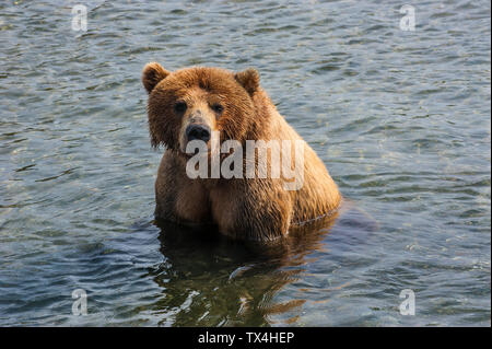 Russland, Kamtschatka, Kurile See, Kamtschatka Braunbären (Ursus arctos beringianus Stockfoto