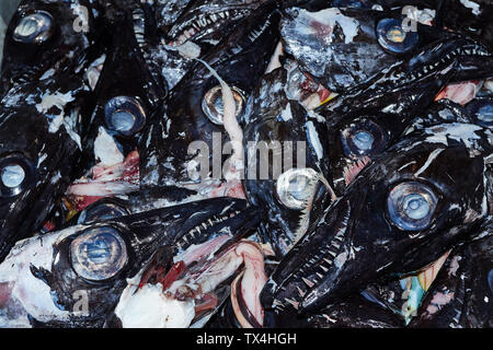 Schwarzer Degenfisch im Mercado dos Lavradores, Markt der Landwirte, Funchal, Madeira, Portugal Stockfoto