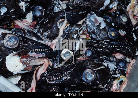 Schwarzer Degenfisch im Mercado dos Lavradores, Markt der Landwirte, Funchal, Madeira, Portugal Stockfoto