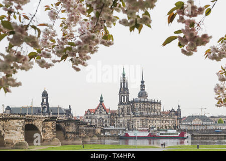 Deutschland, Sachsen, Dresden, Augustusbrücke, Dresden Kathedrale, an der Elbe, Mandelblüte Stockfoto