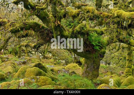 Vereinigtes Königreich, England, Dartmoor National Park, Bäume und Granitfelsen mit Moos überwachsen Stockfoto