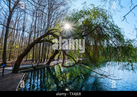 Deutschland, Augsburg, Siebentischwald, weiße Weide, Salix alba, am Stempflesee Stockfoto