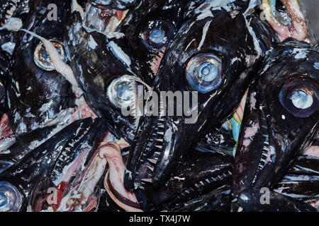 Schwarzer Degenfisch im Mercado dos Lavradores, Markt der Landwirte, Funchal, Madeira, Portugal Stockfoto