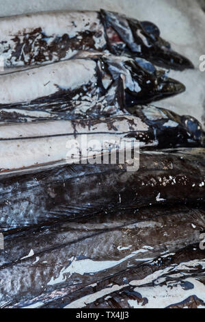 Schwarzer Degenfisch im Mercado dos Lavradores, Markt der Landwirte, Funchal, Madeira, Portugal Stockfoto