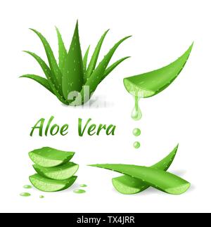 Satz von Aloe Vera, realistische grüne Pflanze, Blätter und Zuschnitte Stock Vektor