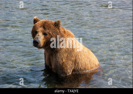 Russland, Kamtschatka, Kurile See, Kamtschatka Braunbären (Ursus arctos beringianus Stockfoto