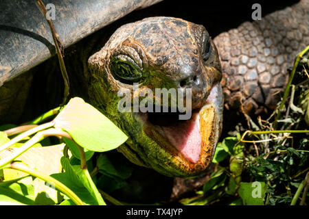 Seychellen, Portrait von Riesenschildkröten, close-up Stockfoto