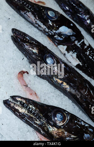 Schwarzer Degenfisch im Mercado dos Lavradores, Markt der Landwirte, Funchal, Madeira, Portugal Stockfoto
