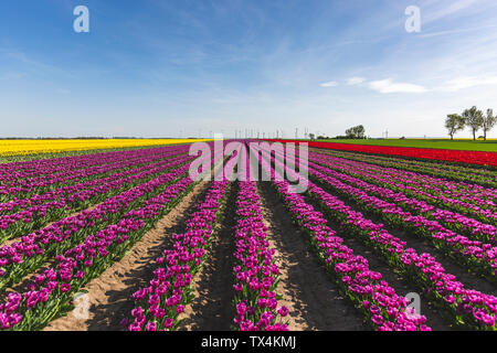 Deutschland, Tulpenfelder Stockfoto