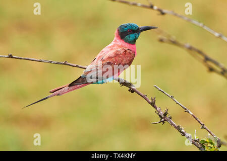 Afrika, Uganda, Fort Portal, Elizabeth National Park, Bee-eater auf einem Zweig Stockfoto