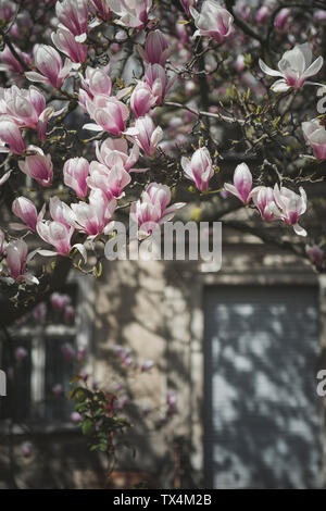 Magnolia Blüten vor einem alten Haus Stockfoto