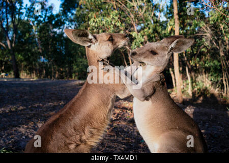 Australien, Queensland, Rote Riesenkängurus spielen kämpfen Stockfoto