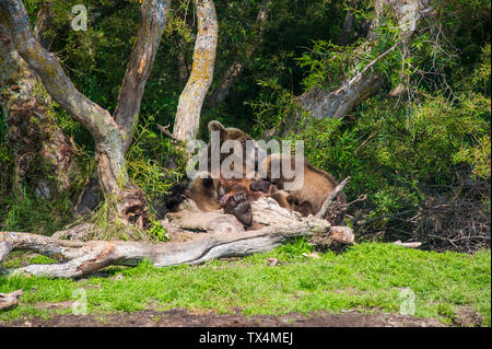 Russland, Kamtschatka, Kurile See, Kamtschatka Braunbären (Ursus arctos beringianus, Mutter Tier mit jungen Tieren Stockfoto