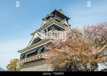 Japan, Kumamoto, Blick auf Schloss Kumamoto am Kirschblüte Stockfoto