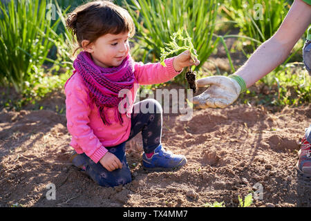 Kleinkind Mädchen helfen, ihr Vater pflanzt Tomaten im Garten Stockfoto