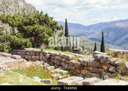 Griechenland, Delphi, blühenden Mohn in archäologische Stätte Stockfoto