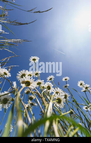 Weiße Margeriten gegen den blauen Himmel Stockfoto